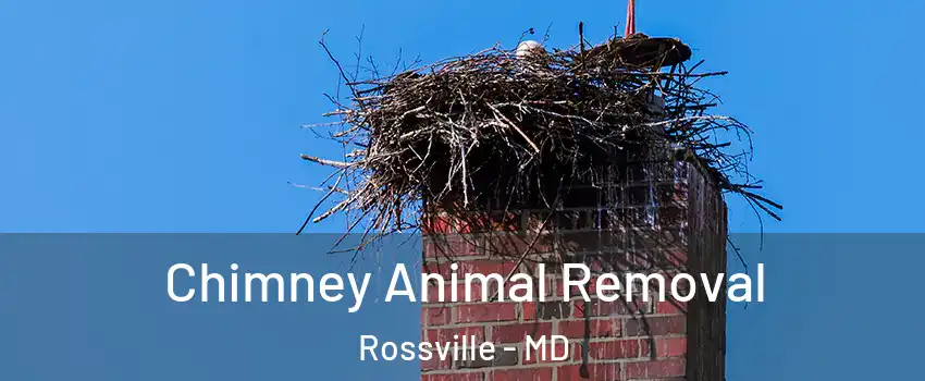  Chimney Animal Removal Rossville - MD