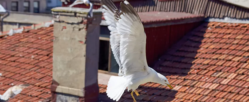Residential Chimney Animal Removal Solution in Rossville, MD